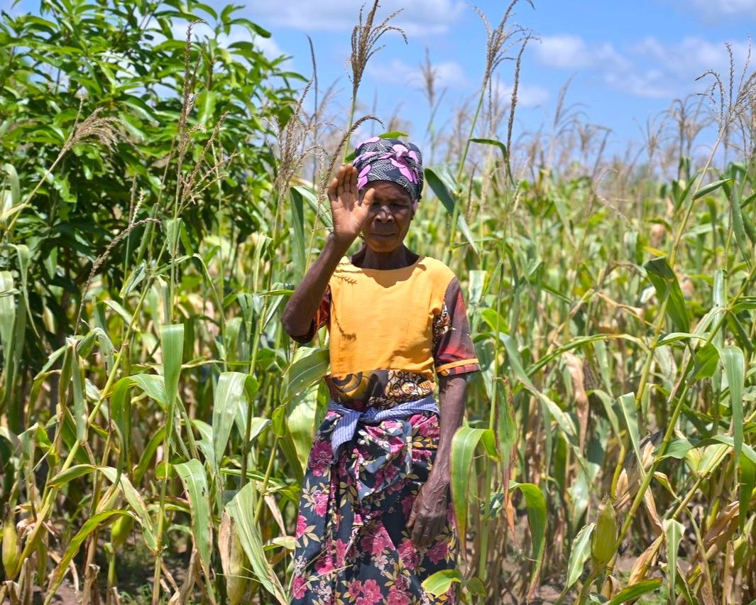 Malawi enjoys bountiful harvest as a result of Khalsa Aid’s Food Security Project